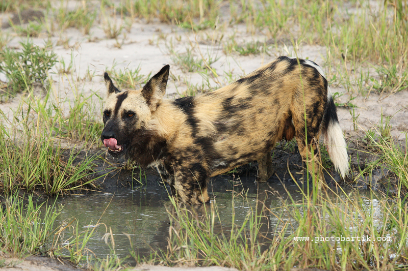 Pes hyenovitý 