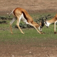 Antilopa skákavá neboli Springbok