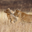 Lev východoafrický