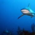 Žralok útesový karibský